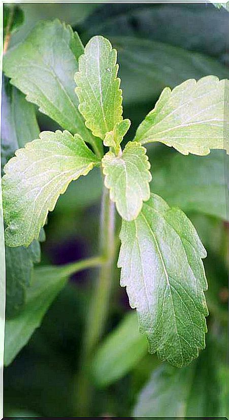 Stevia